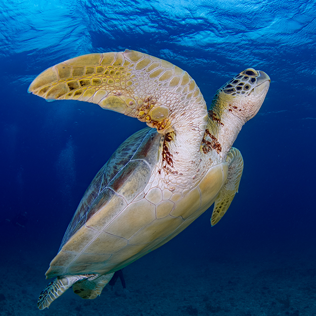 ¿Vas a comprar tu viaje en línea? image